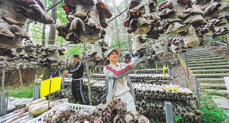 量发展产业调研】林下生金不朽情缘游戏入口【高质(图2)